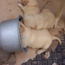 골든리치