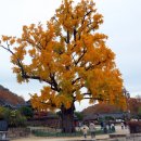 임고서원의 은행나무 이미지