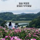 운정리 | 전북 여행지 임실 운정리 옥정호작약꽃밭 전망좋은 호수뷰를 품다