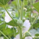 <b>하늘하늘</b> 하얀 접시꽃