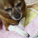 루루 반려견 이미지