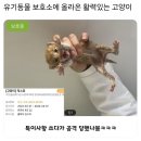 유기동물 보호소에 올라온 동물들 이미지