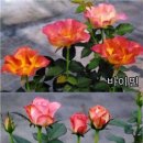 부여육종 이미지