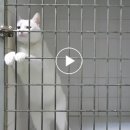 하이에나 PC 이미지