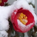 무괴아심 이미지