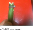 제작비 0원 고구마순 이식기. 이미지