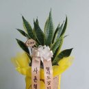 은희네식물