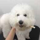 초원애견샵 이미지