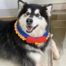 미미네강아지 이미지