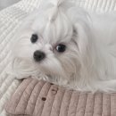 분당강아지분양후기 예쁜말티즈 유주왕자님소식~♡