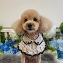 안다 펫살롱 이미지