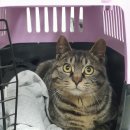 포곡로5 이미지