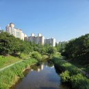 루치아박 | [수원 가볼만한곳] 6월 수국 명소 신동수변공원 수국정원 실시간 개화 상황 & 신동카페거리 로컬 맛집...