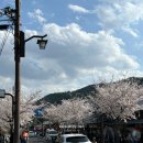 생명과 공존의 숲( | 교토 여행 코스 아라시야마 추천 텐류지, 대나무숲, 토롯코 열차 후기🌸🎍🚂