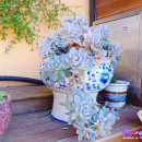 물꽃정원 이미지