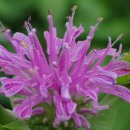 BERGAMOT(베르가못)
