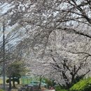 바히 | 벚꽃도 볼 수 있는 강화 길상산 <아만 바히>(아만 바위) 암벽등반 다녀온 후기