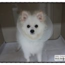 미드미동물병원 네이버블로그
