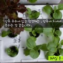 베란다텃밭-허브 스윗 바질 간단 수경재배 ( 초보 입문 권장 품종) 이미지