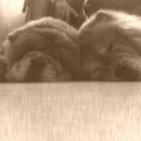 블루마운틴통나무집 이미지