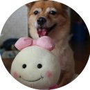 페테리안동물병원 | 강아지후시딘!! 강아지상처에는 페테리안 힐패스트!