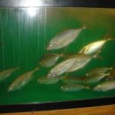 횟집아저씨 이미지