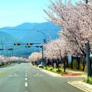 은해사 벚꽃길 이미지