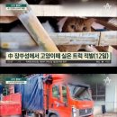 와 ㅅㅂ 고양이 소시지 이미지