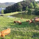 대곡목장 이미지