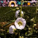 가야2리 이미지