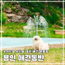 위드댕 | 서울 근교 용인 단독 대관 애견 운동장 위드댕