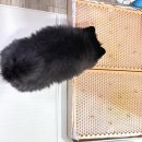 한양사료 주식회사 | 미플라이펫 반려동물 의료기기 2차커스텀 착용후기