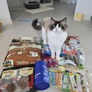 벡스코 동물병원 | 2026 궁디팡팡캣페스타 부산 벡스코 궁팡 이벤트 꿀팁 고양이용품 간식 박람회 사전예매 후기 (내돈내산)