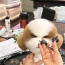 탑 애견 이미지