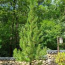 금송목재 이미지