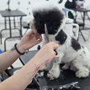 펫미용 티스토리