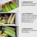 아삭아삭 달콤한 제주 초당옥수수 50% 맛보기 이벤트 이미지