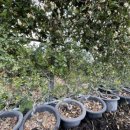 들뫼영농조합법인 이미지