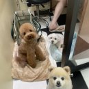 왈로하그루밍 이미지