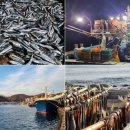 영덕청어과메기영어조합 이미지