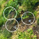 바늘꽃피우다 | 작약도 구매/ 땅장미 모니카도 /해당화가 첫꽃을 피우다/빙고메이딜란드 /보쉬충전잔디전정가위/천연...