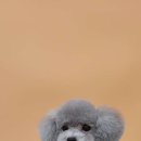 비비펫미용 이미지