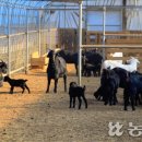 법인고려축산