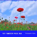 그린장앞골천 | 양구 가볼만한곳 파로호 꽃섬