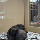 바오펫샵 이미지