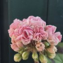 러블리몽 이미지