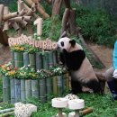 판다 이미지
