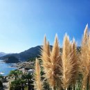 언덕위에늘푸른어린이집 | 거제 카페 바람의언덕 아이와 함께한 가을 나들이 팜파스 구경하기 좋은 곳