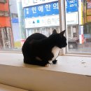 하늘을 걷는 고양이 카페 | 범계 고양이카페 하늘을 걷는 고양이 카페 솔직한후기(메뉴,가격,위치