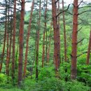 대광천(1) 이미지